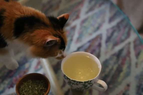 Tea for Cats - Catnip Dreams - Herbal Tea - Caffeine Free, Catch, Kogan, spo-default, spo-disabled - Tea Life™